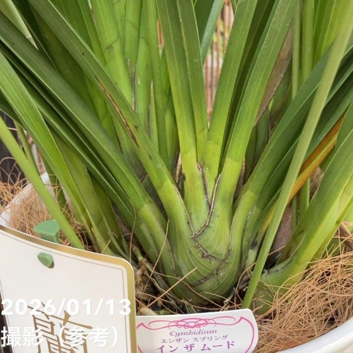 シンビジューム アーチ 7号陶器鉢 4本立 エンザンスプリング イン ザ