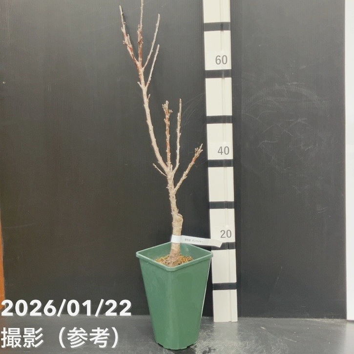 桃 レッドドワーフピーチ ボンファイヤー 5号|果樹10-TU