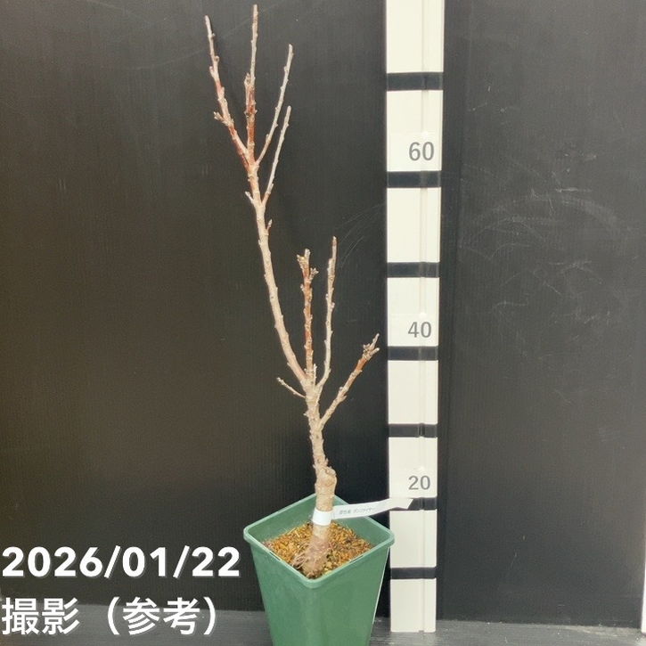 桃 レッドドワーフピーチ ボンファイヤー 5号|果樹10-TU