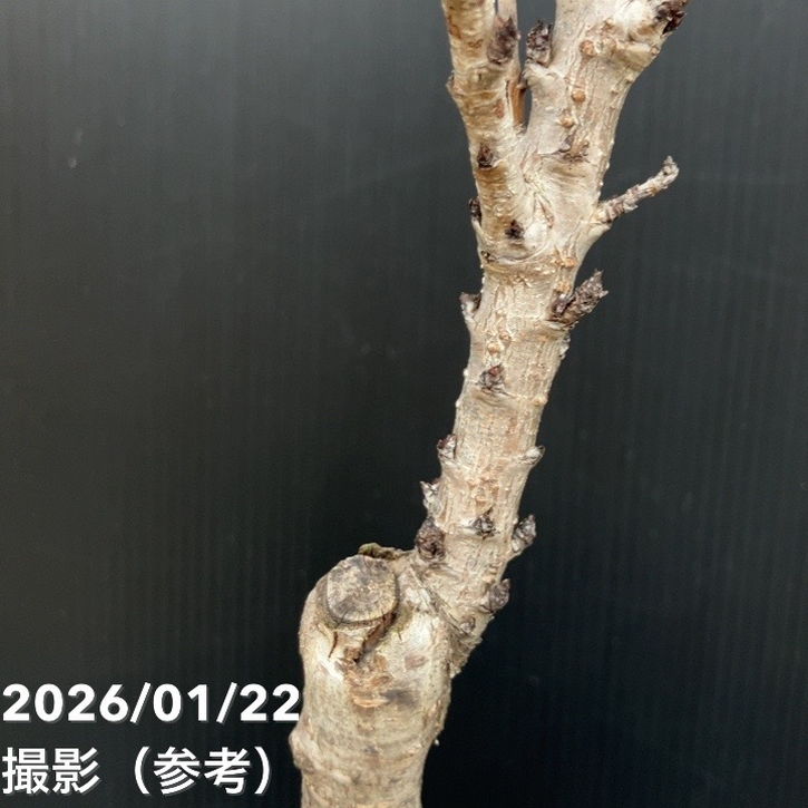 桃 レッドドワーフピーチ ボンファイヤー 5号|果樹10-TU