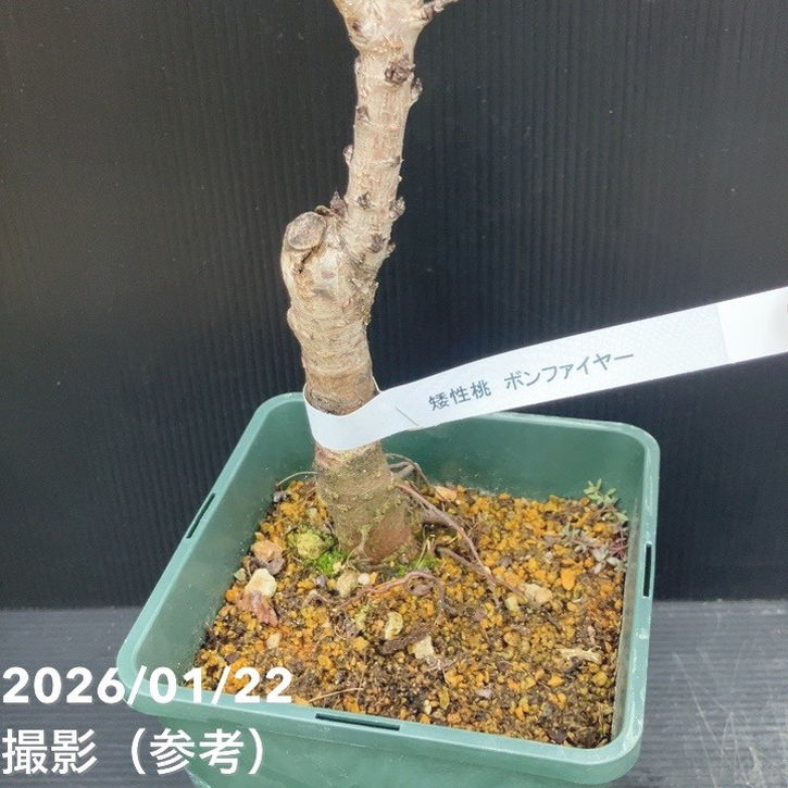 桃 レッドドワーフピーチ ボンファイヤー 5号|果樹10-TU