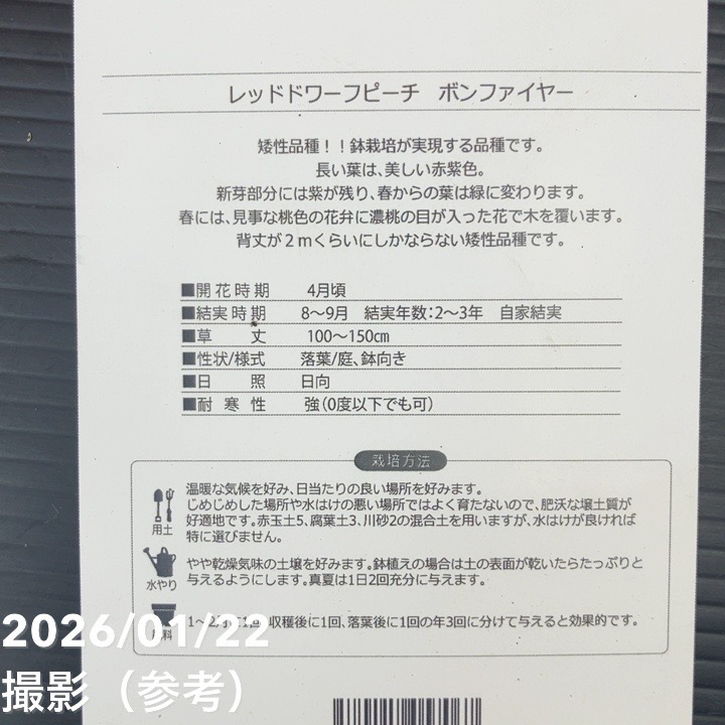 桃 レッドドワーフピーチ ボンファイヤー 5号|果樹10-TU
