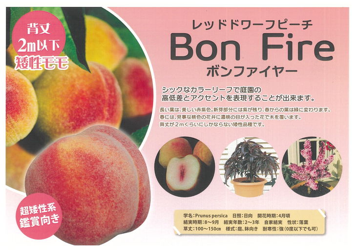 桃 レッドドワーフピーチ ボンファイヤー 5号|果樹10-TU