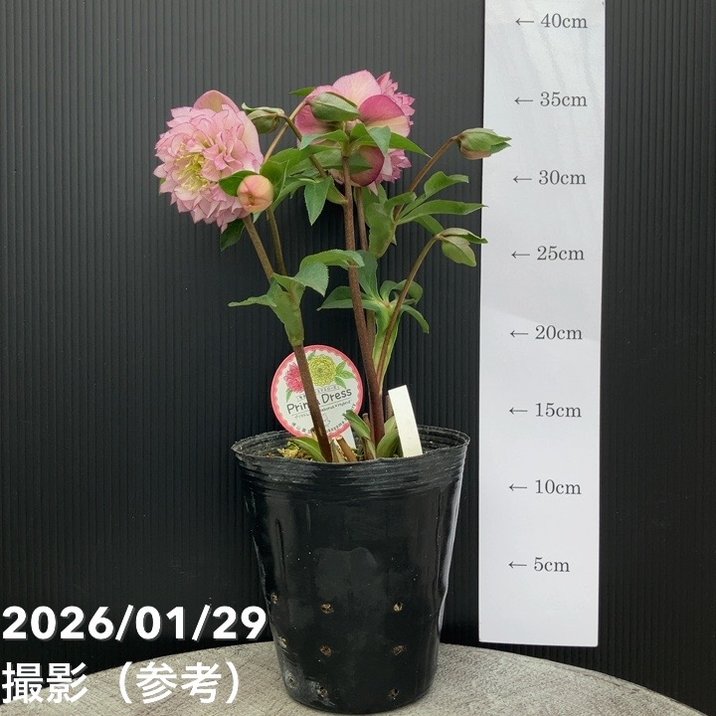 一点物】横山園芸 クリスマスローズ プリマドレス 4.5号（YK19）｜山野