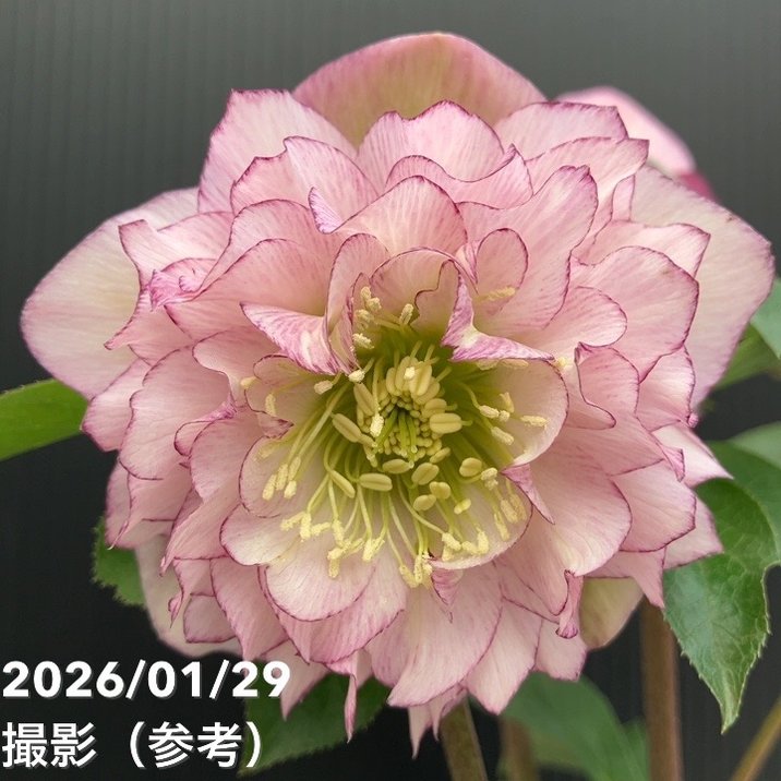 一点物】横山園芸 クリスマスローズ プリマドレス 4.5号（YK19）｜山野