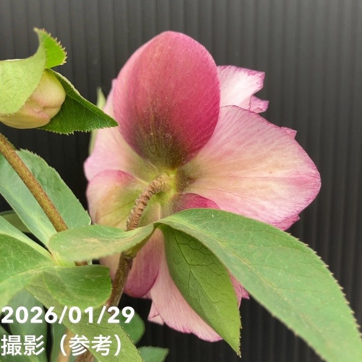 一点物】横山園芸 クリスマスローズ プリマドレス 4.5号（YK19）｜山野