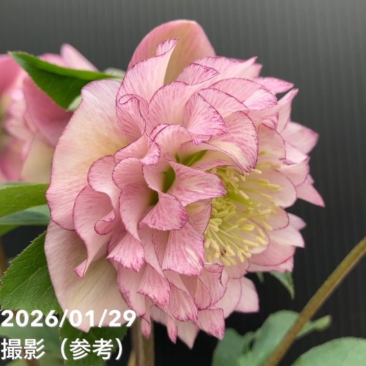 一点物】横山園芸 クリスマスローズ プリマドレス 4.5号（YK19）｜山野