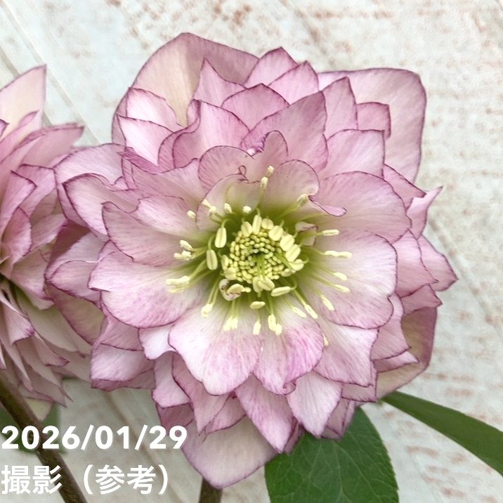 一点物】横山園芸 クリスマスローズ プリマドレス 4.5号（YK19）｜山野