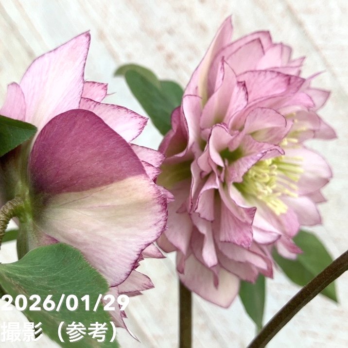 一点物】横山園芸 クリスマスローズ プリマドレス 4.5号（YK19）｜山野