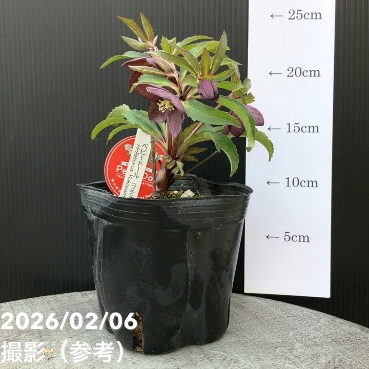 一点物】横山園芸 クリスマスローズ ベビードール（プチドール） 4.5号