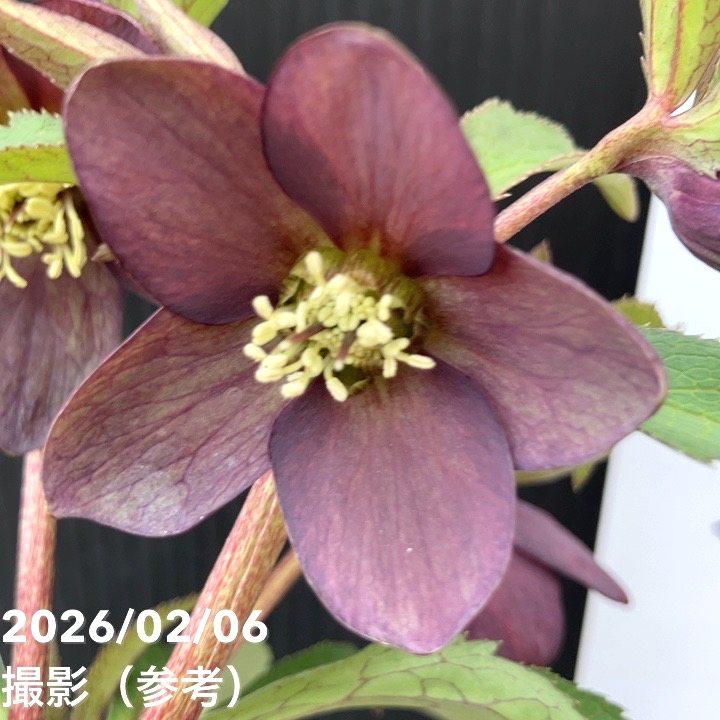 一点物】横山園芸 クリスマスローズ ベビードール（プチドール） 4.5号