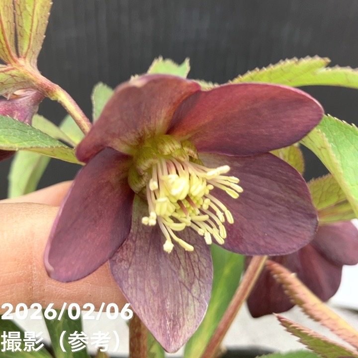 一点物】横山園芸 クリスマスローズ ベビードール（プチドール） 4.5号