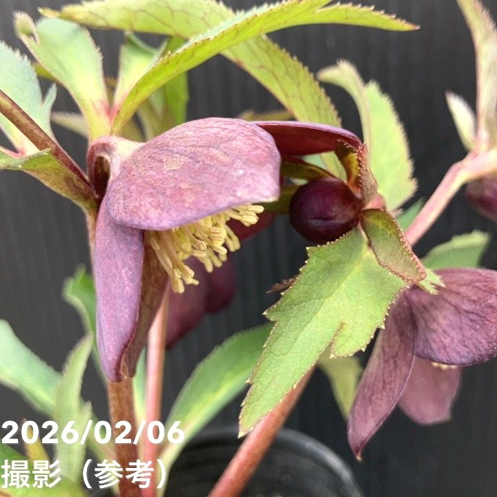 一点物】横山園芸 クリスマスローズ ベビードール（プチドール） 4.5号