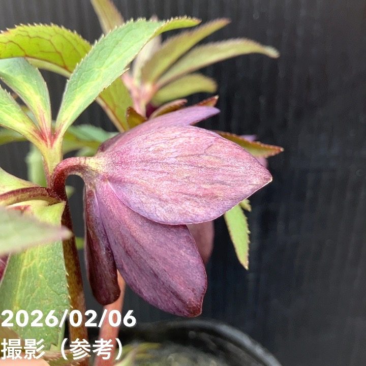 一点物】横山園芸 クリスマスローズ ベビードール（プチドール） 4.5号