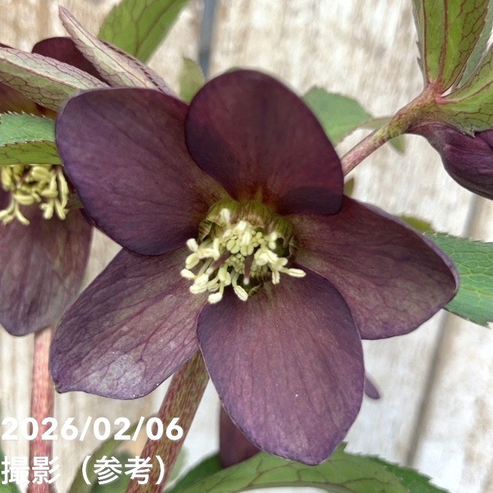 一点物】横山園芸 クリスマスローズ ベビードール（プチドール） 4.5号