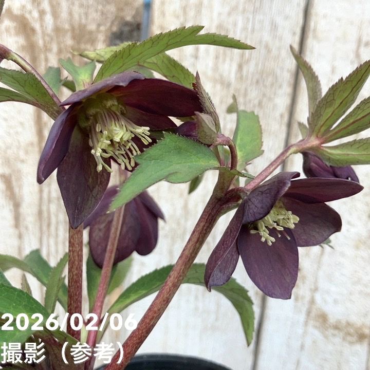 クリスマスローズ・ベビードール 一点物】横山園芸 クリスマスローズ ベビードール（プチドール） 4.5号