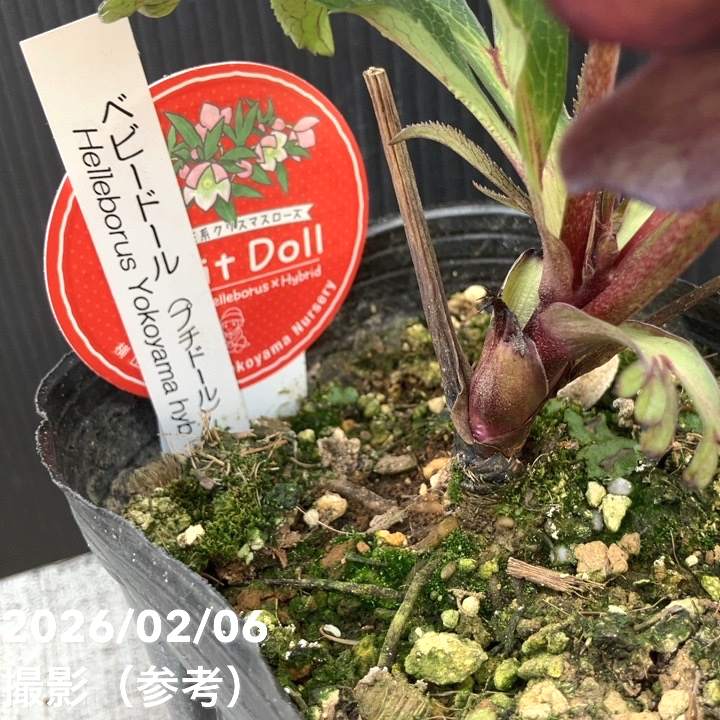 一点物】横山園芸 クリスマスローズ ベビードール（プチドール） 4.5号