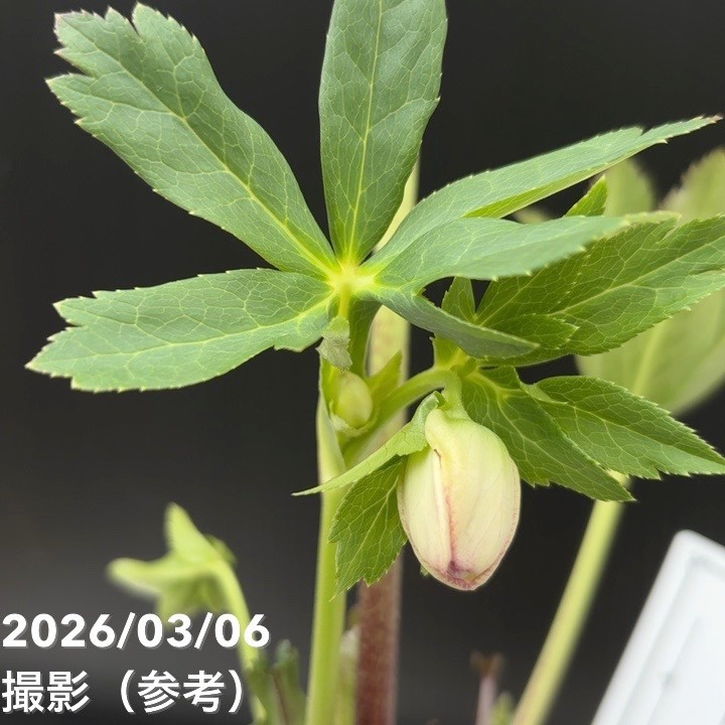 一点物】大和園 クリスマスローズ 4.5号（YA9）｜山野04-PA | 草花