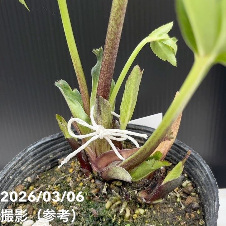 一点物】大和園 クリスマスローズ 4.5号（YA9）｜山野04-PA | 草花