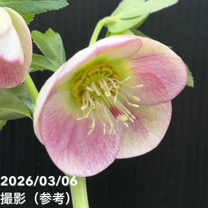 一点物】大和園 クリスマスローズ 4.5号（YA9）｜山野04-PA | 草花