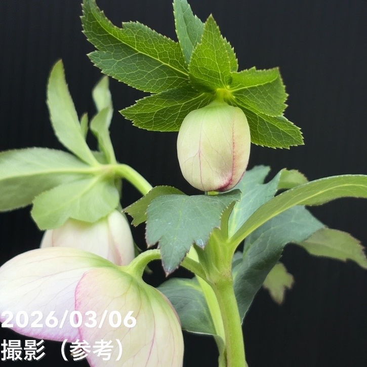 一点物】大和園 クリスマスローズ 4.5号（YA9）｜山野04-PA | 草花