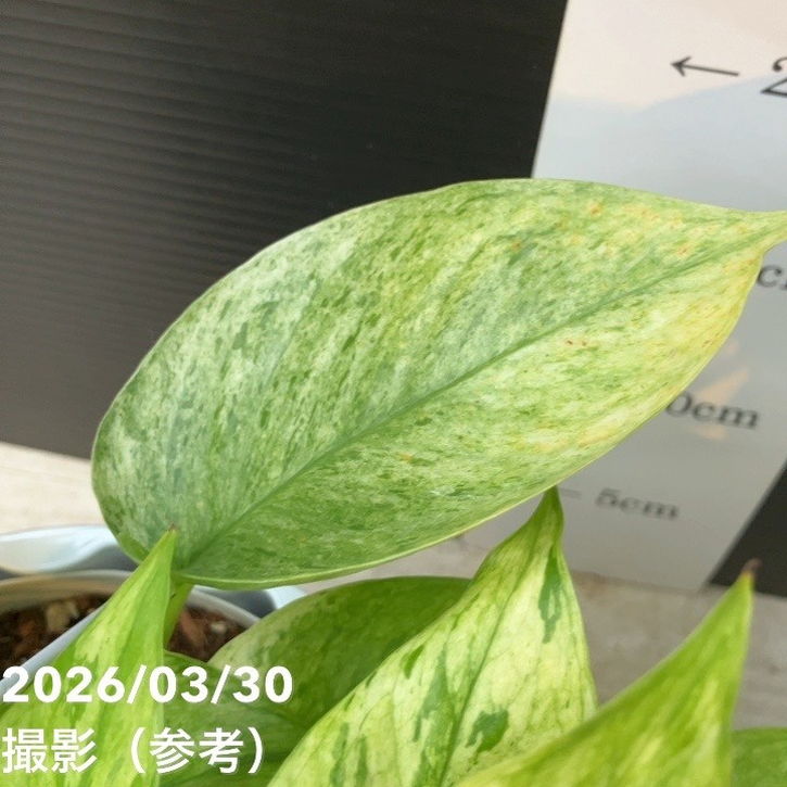 gas_yyi【現品・鉢まま出荷】希少ポトス　テルノプレシャス　５号吊り鉢 ポトス テルノ プレシャス 5号吊り鉢｜観葉04-PA | 観葉・多肉,ポトス