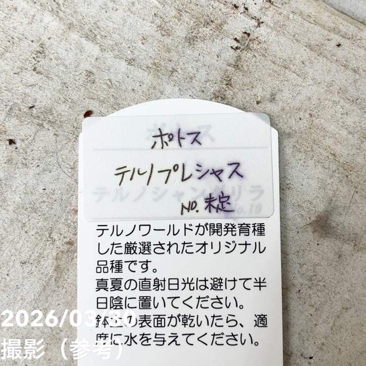 ポトス テルノ プレシャス 5号吊り鉢｜観葉04-PA | 観葉・多肉,ポトス