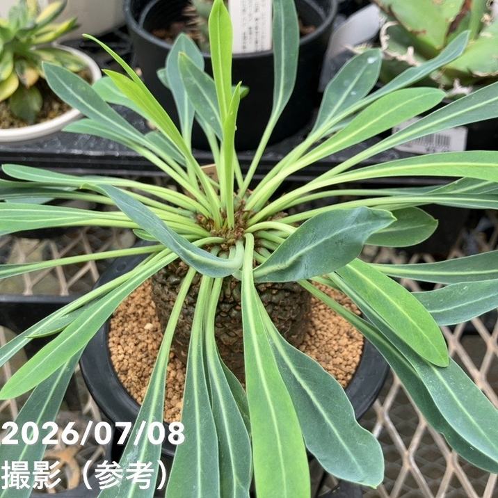 決算P5倍！10%OFF！8/2まで】ユーフォルビア 鉄甲丸 実生 4号｜観葉10