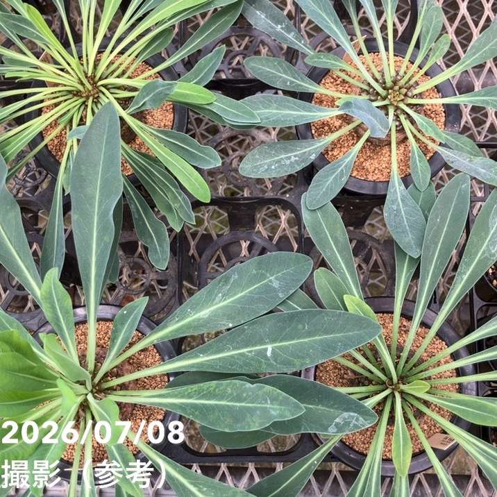 決算P5倍！10%OFF！8/2まで】ユーフォルビア 鉄甲丸 実生 4号｜観葉10