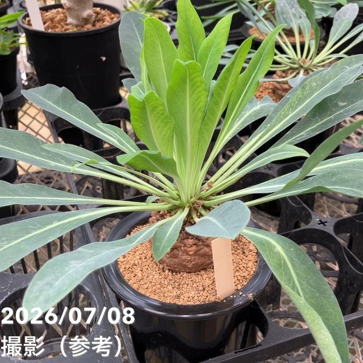 決算P5倍！10%OFF！8/2まで】ユーフォルビア 鉄甲丸 実生 4号｜観葉10