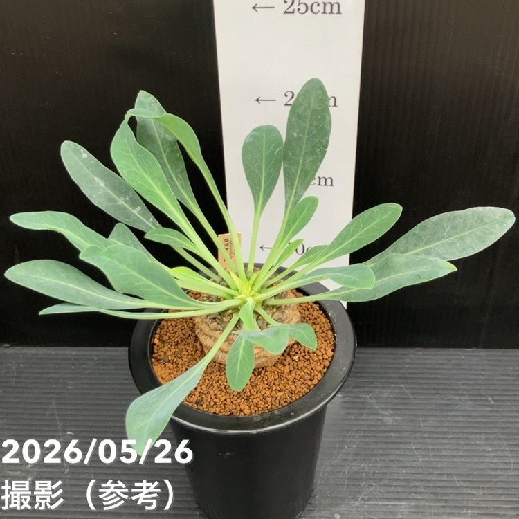ユーフォルビア 鉄甲丸 実生 4号｜観葉10-TU | 観葉・多肉