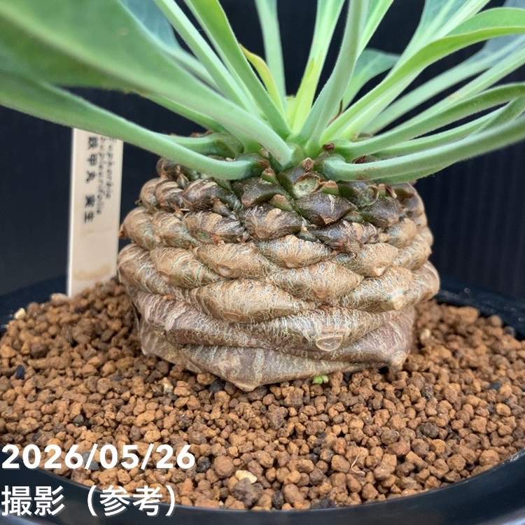 ユーフォルビア　鉄甲丸　実生　群生株 Euphorbia 雌株 実生 ブプレウリフォリア ユーフォルビア 鉄甲丸 塊根植物・コーデックス