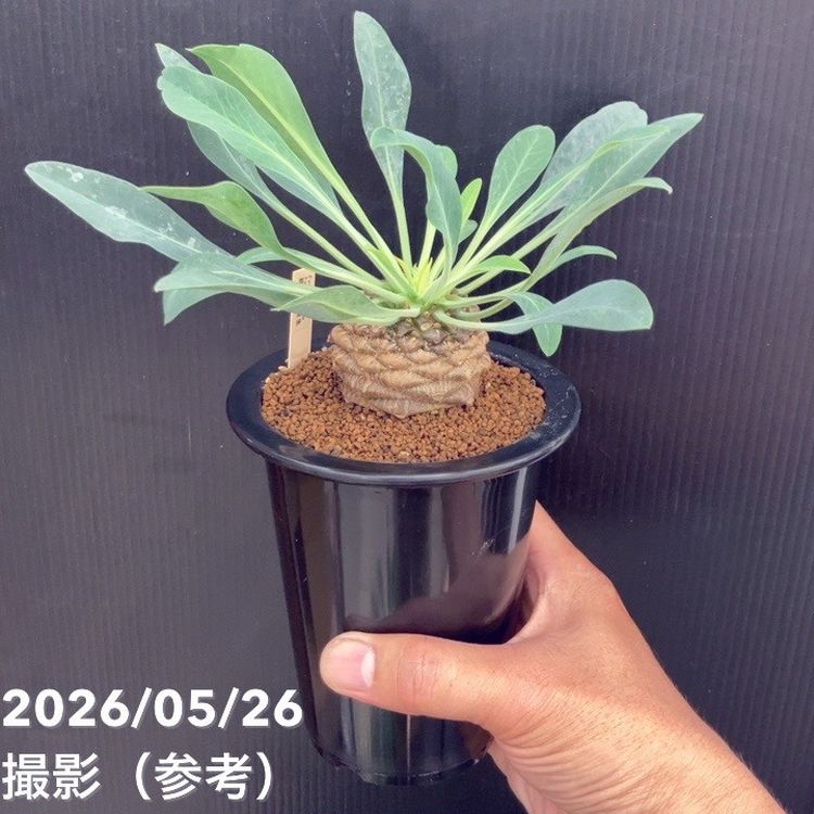 ユーフォルビア 鉄甲丸 実生 4号｜観葉10-TU | 観葉・多肉