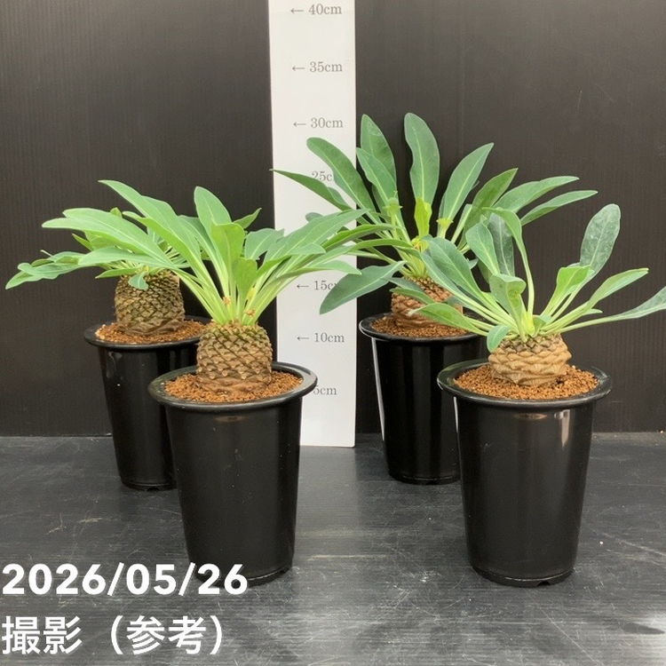 ユーフォルビア 鉄甲丸 実生 4号｜観葉10-TU | 観葉・多肉