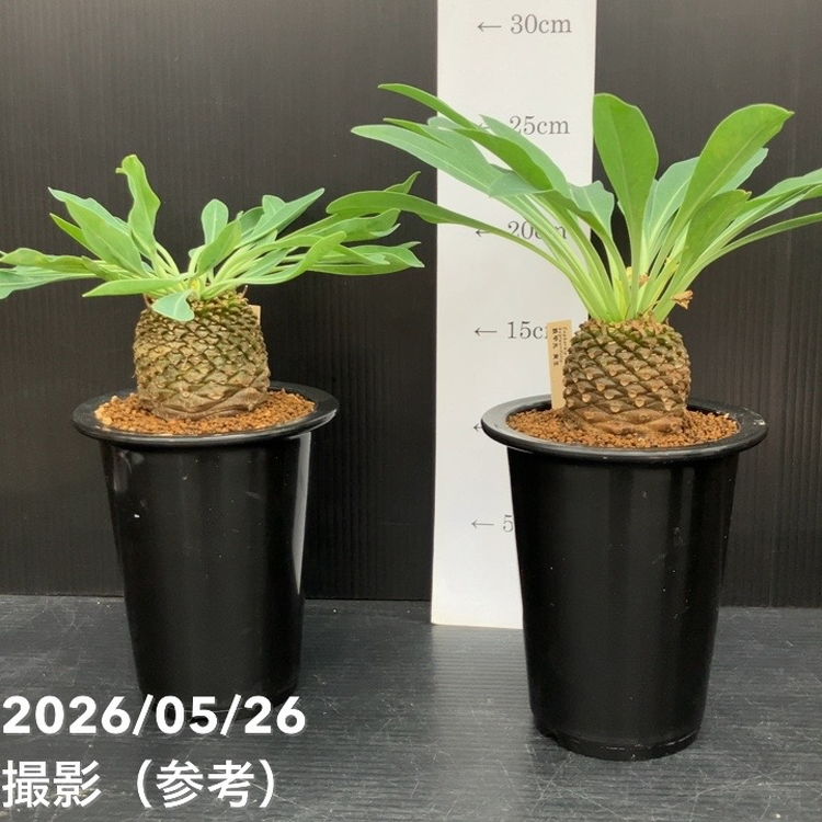 ユーフォルビア 鉄甲丸 実生 4号｜観葉10-TU | 観葉・多肉