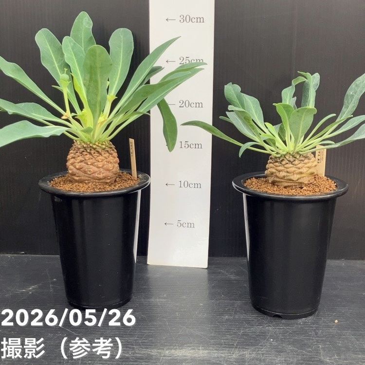 ユーフォルビア　鉄甲丸　雄株 実生8年　大株（鉢付き) ユーフォルビア 鉄甲丸 実生 4号｜観葉10-TU | 観葉・多肉