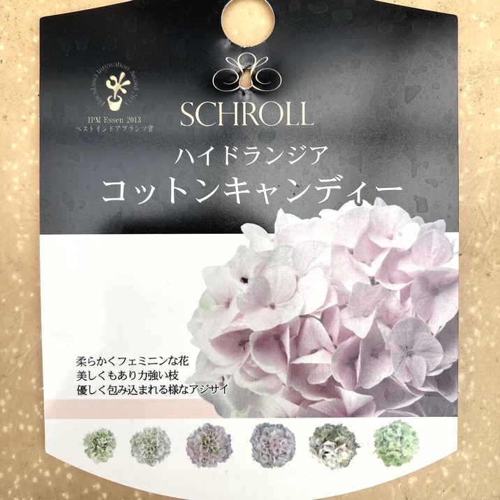 ハイドランジア コットンキャンディー 3.5号｜花木04-PA | 花木・庭木