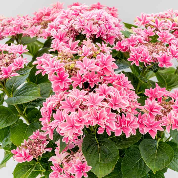 65周年記念セール】アジサイ 月虹（ピンク）7号｜鉢花10-TU | 花木