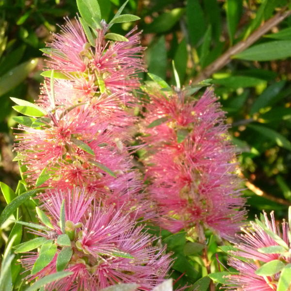 カリステモン ピンクアルマ お届けに10日程度かかる場合がございます 花木 庭木 オージープランツ 赤塚植物園オンライン 花の音