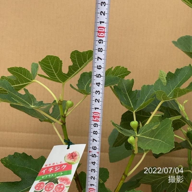 実付き＞イチジク ゼブラスィート 6号｜果樹10-TU | 果樹,イチジク