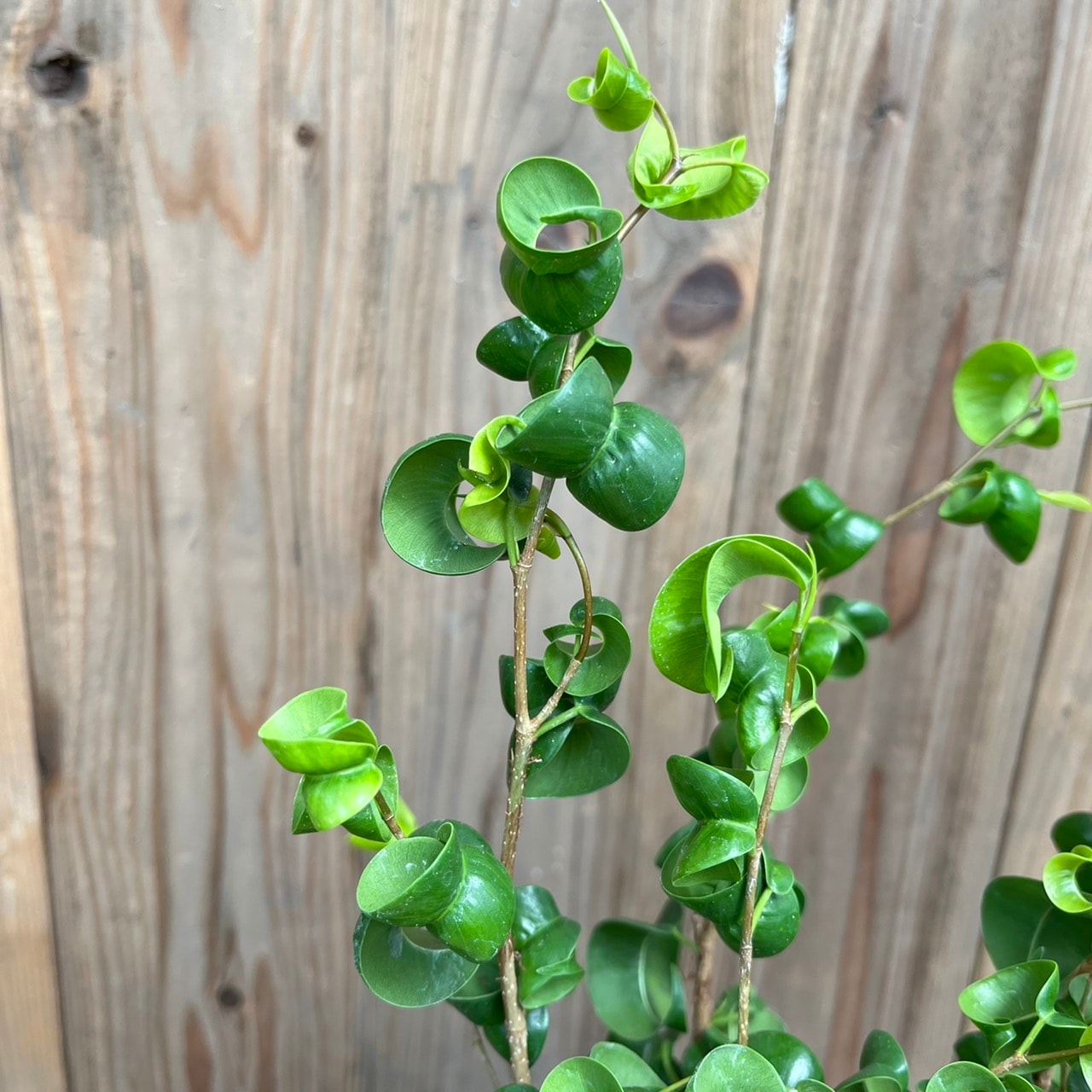 フィカス ベンジャミン バロック 5号 サステナポット（マーブル