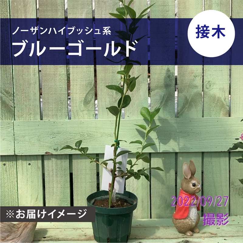 ブルーブッシュ　　　/ 畑　金リボン5 ブルーベリー ノーザンハイブッシュ系 ブルーゴールド（接木苗）5号