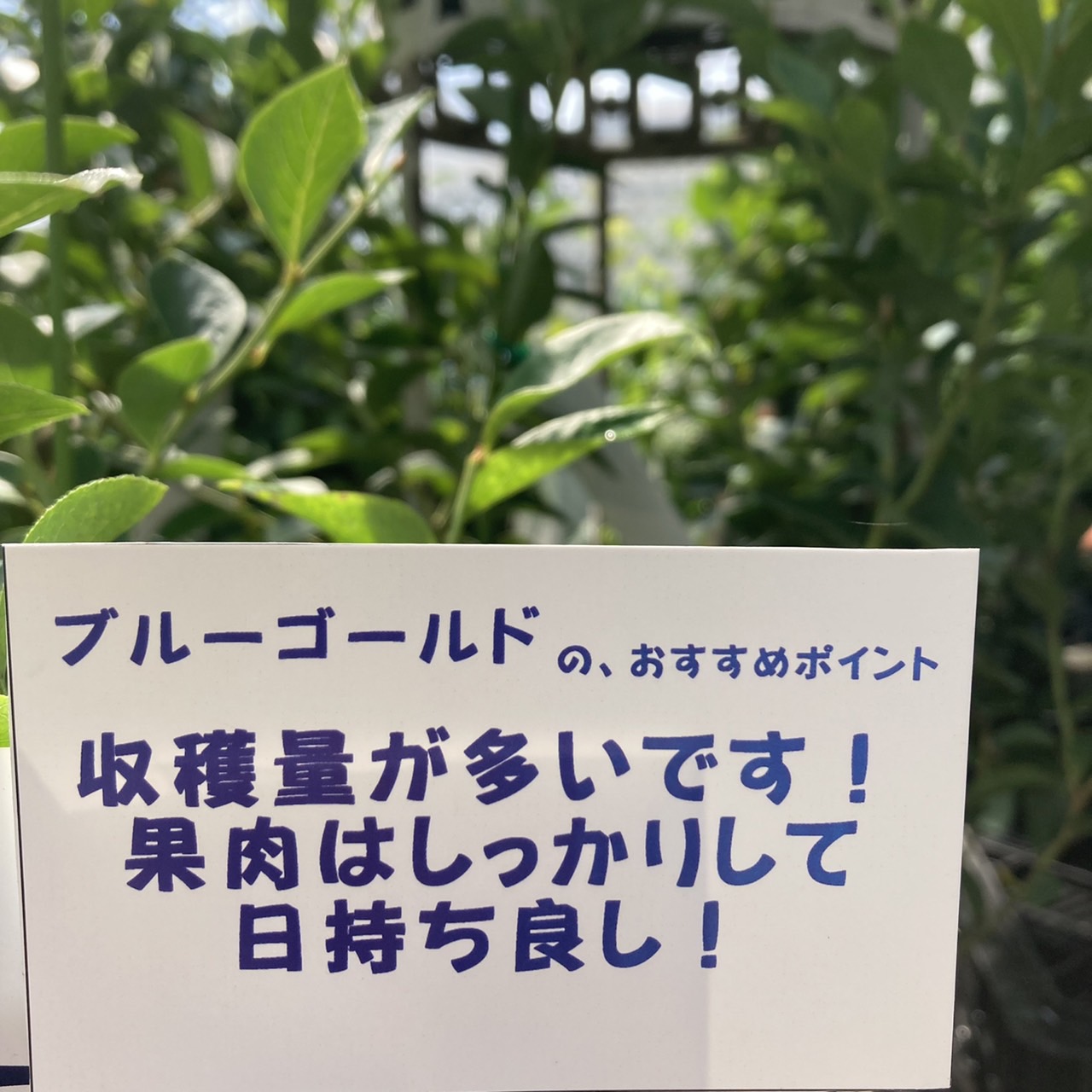 ブルーベリー ノーザンハイブッシュ系 ブルーゴールド（接木苗）5号
