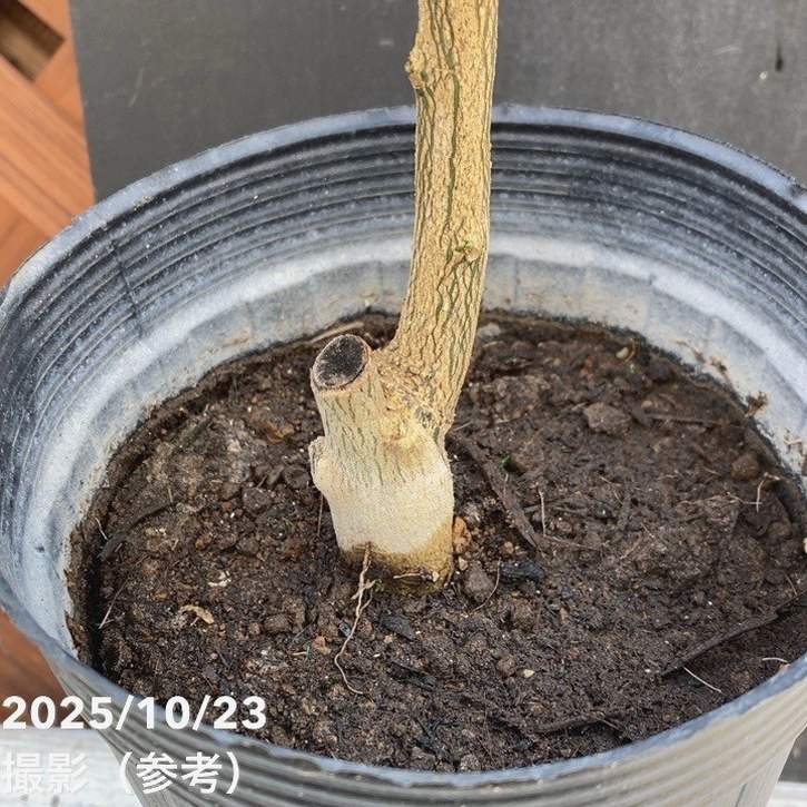 みかん 宮川早生 みやがわわせ 5号ロングポット 2年生苗｜柑橘｜果樹04