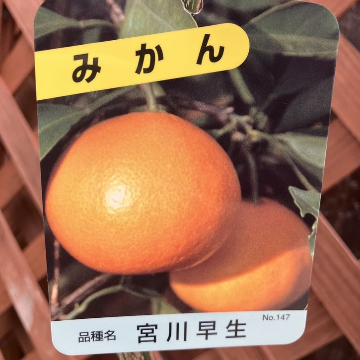 みかん 宮川早生 みやがわわせ 5号ロングポット 2年生苗｜柑橘｜果樹04