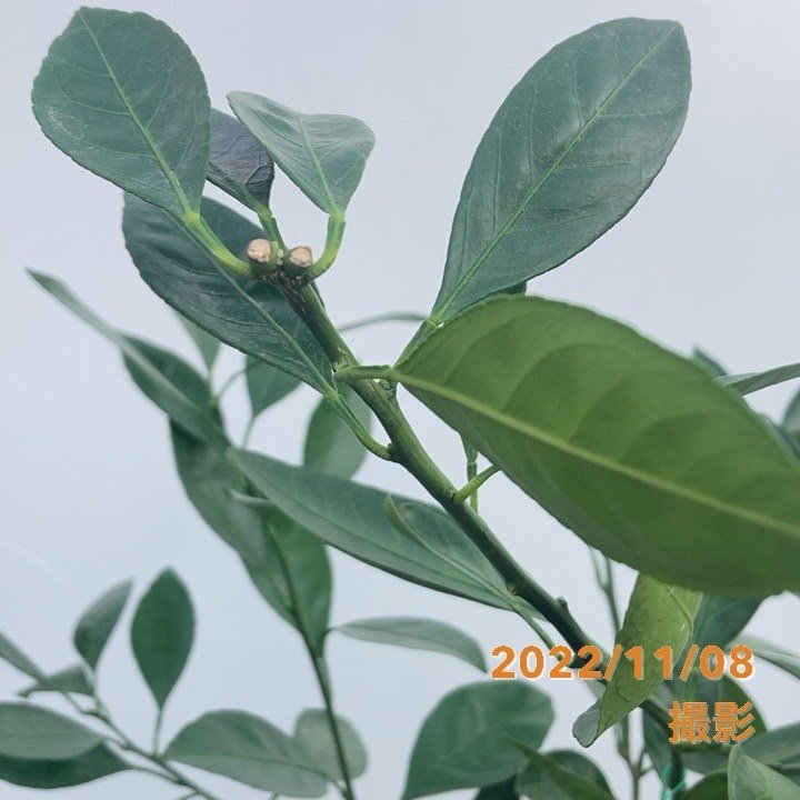 みかん 宮川早生 みやがわわせ 5号ロングポット 2年生苗｜柑橘｜果樹04