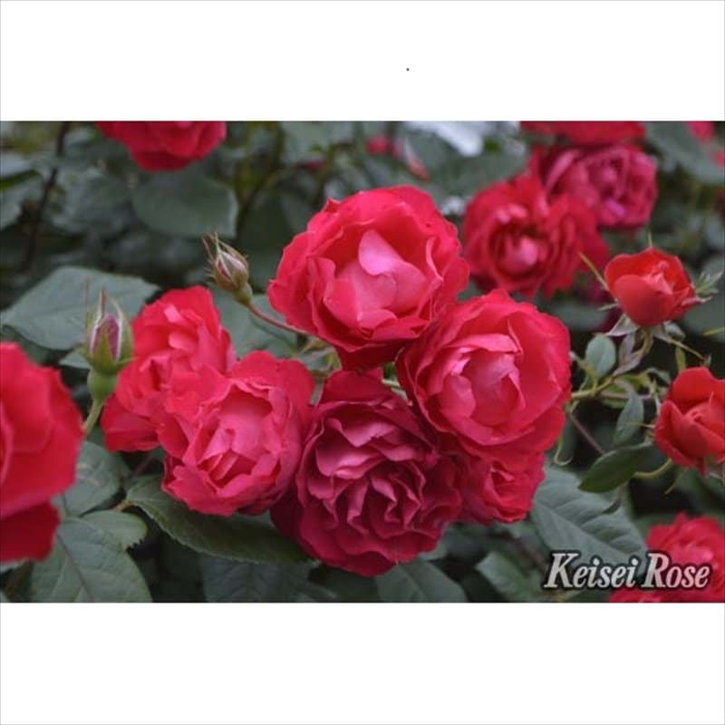 バラ大苗 チェリーボニカ 4.5号ロングポット 京成バラ園芸｜花木04-PA