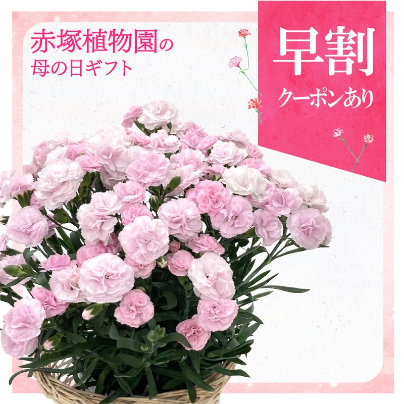 早割期間中！】母の日ギフト2026 カーネーションバンビーノ 5号｜鉢花