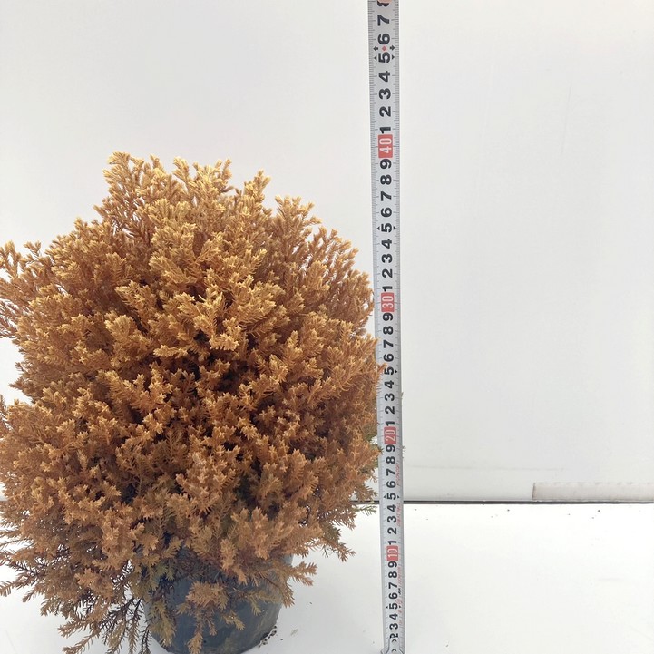 常緑コニファー ラインゴールド 5号大株 ※お届けに10日程度かかる場合がございます。|花木10-TN