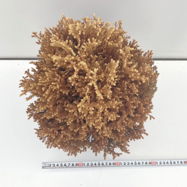 常緑コニファー ラインゴールド 5号大株 ※お届けに10日程度かかる場合がございます。|花木10-TN